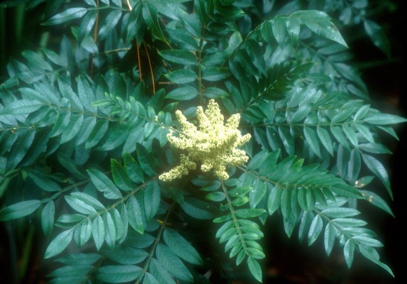 Winged Sumac